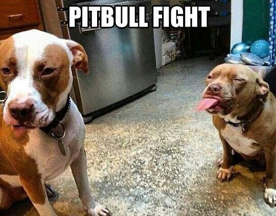 funny-dog-pictures-with-captions-pitbull-fight.jpg