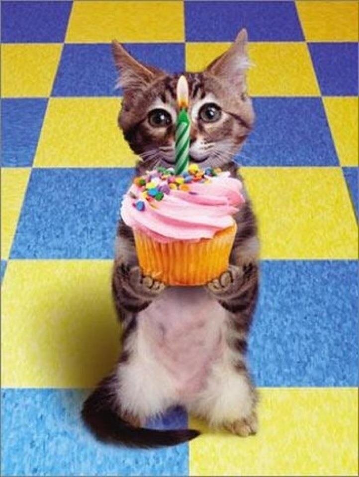 3 Birthday cat.jpg