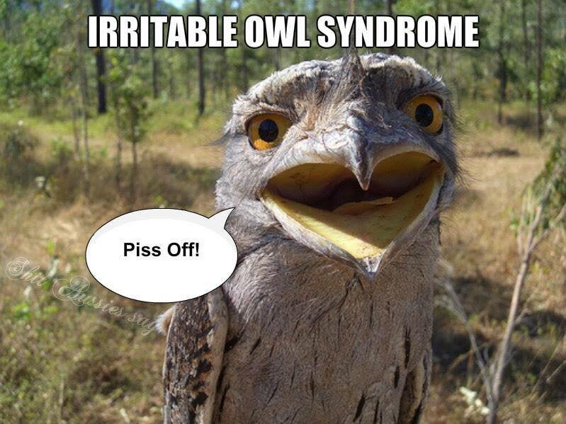 owl.jpg