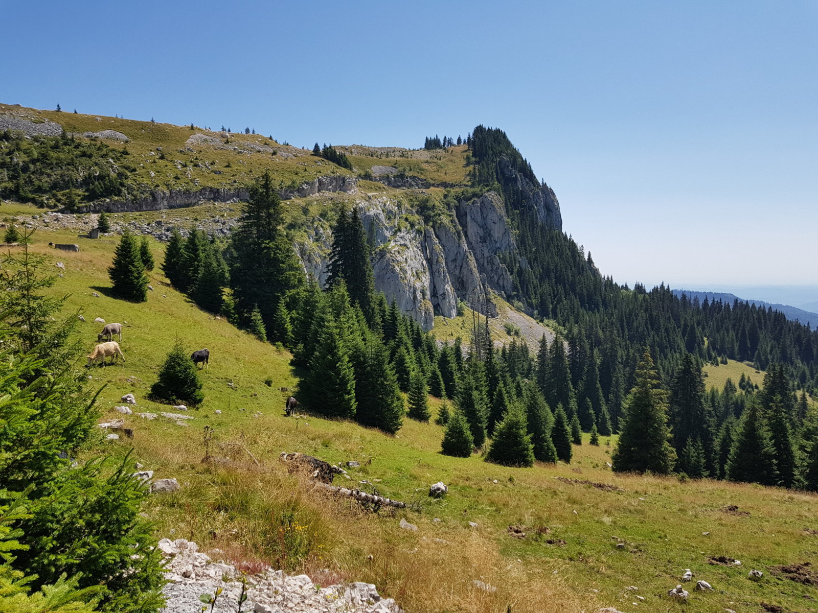 20170825_131324.jpg