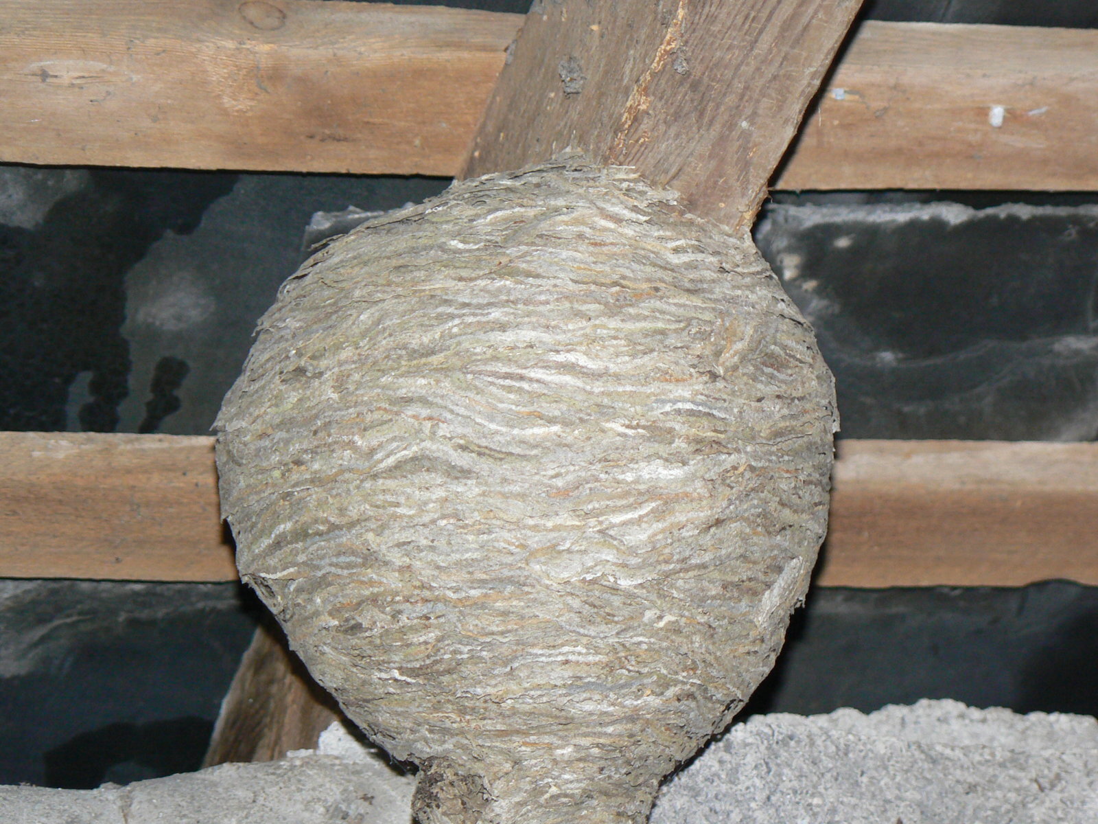 P1010526.JPG