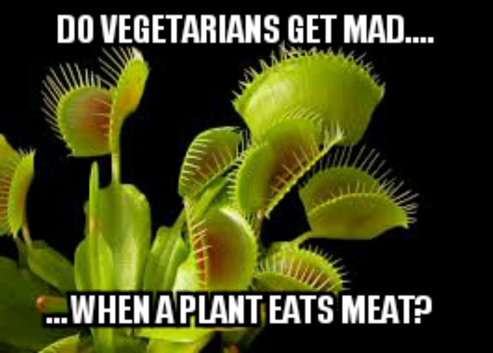 Veggie.jpg