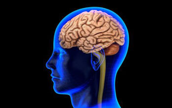 brain_f2.jpg