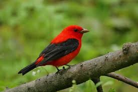 Scarlet tanager.jpg