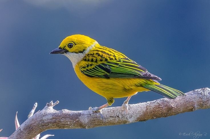 Silver throated Tanager.jpg