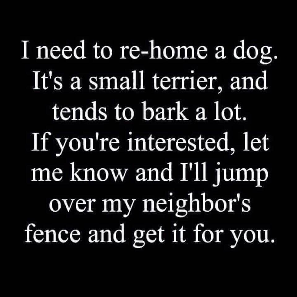dog.jpg