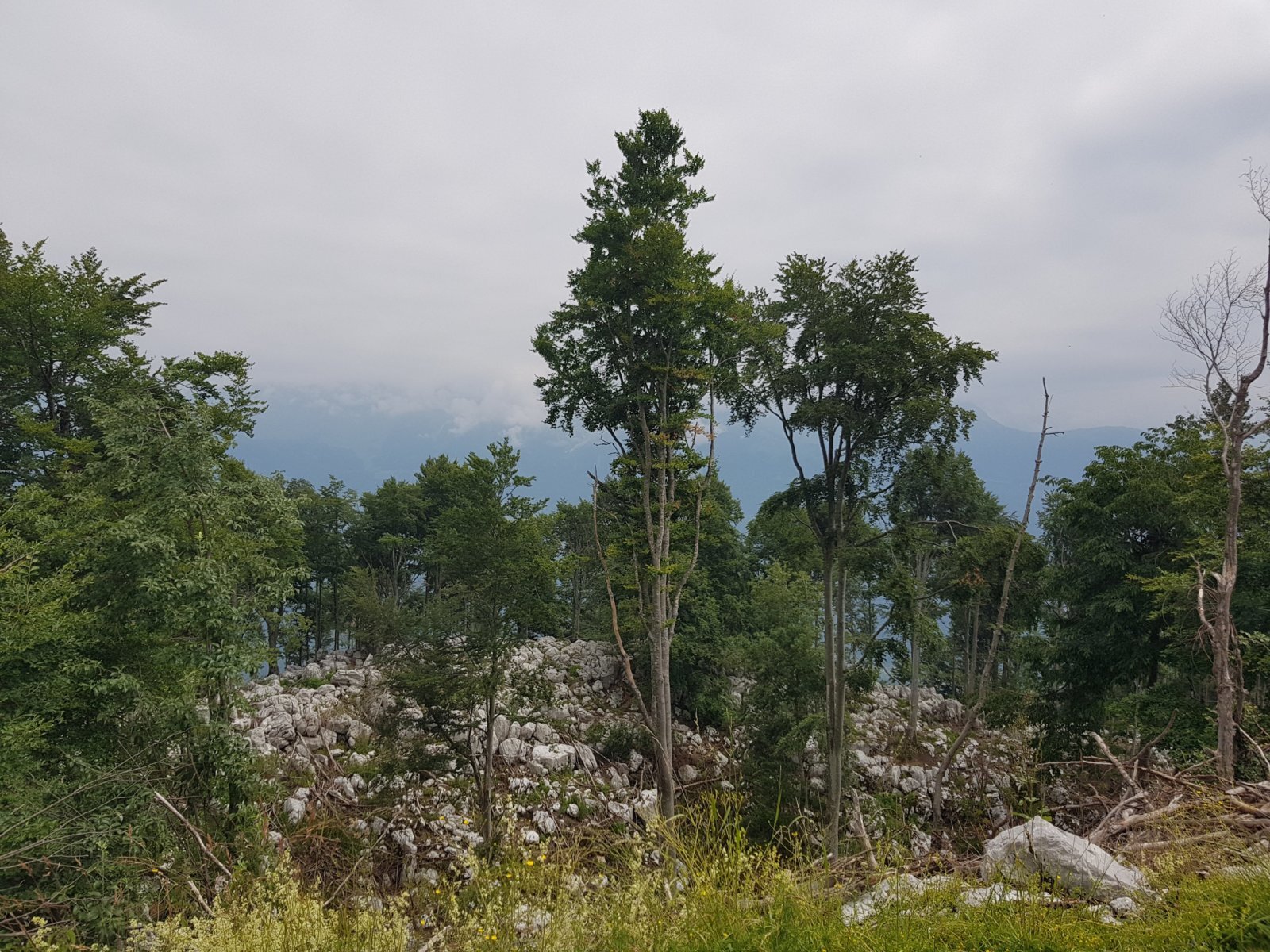 20180703_113344.jpg