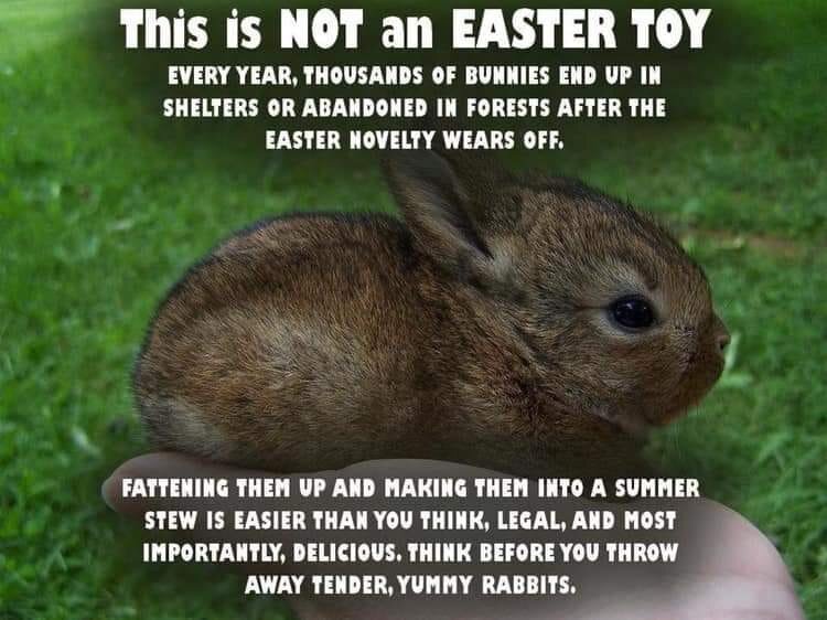 bunny.jpg