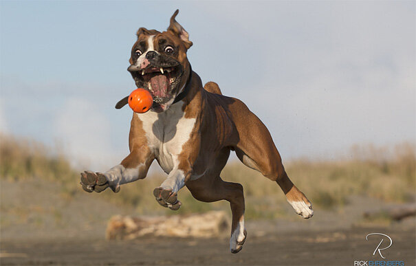 amazing-animal-pictures-18.jpg