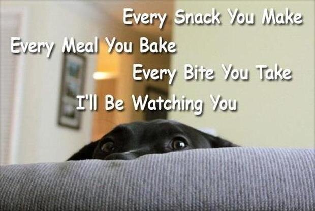 funny-dogs-watching-you.jpg