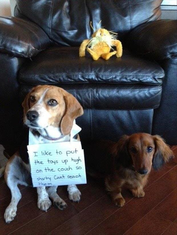short-dogs-dog-shaming.jpg
