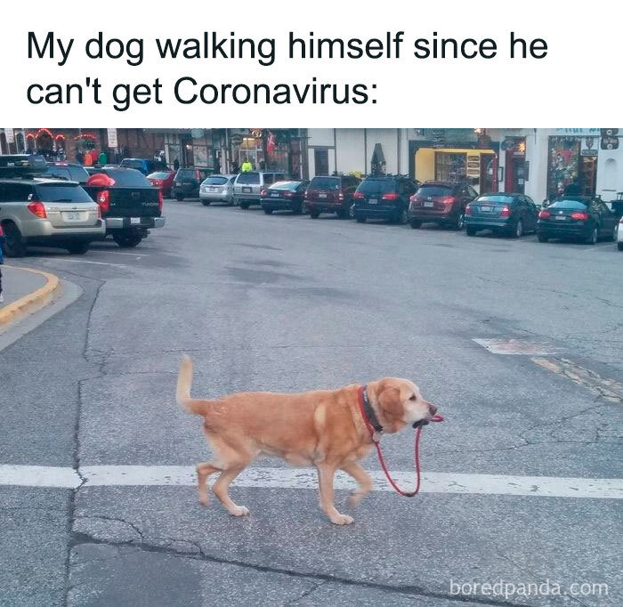 meme-3-5e7216ba5c111__700.jpg