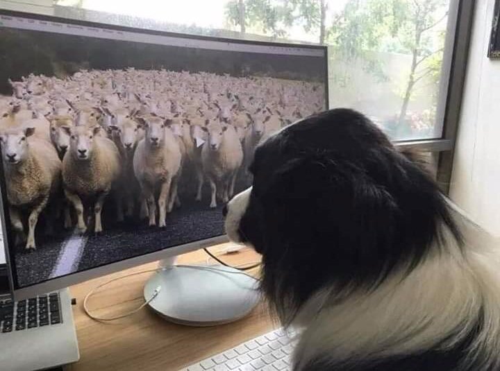 shep.jpg