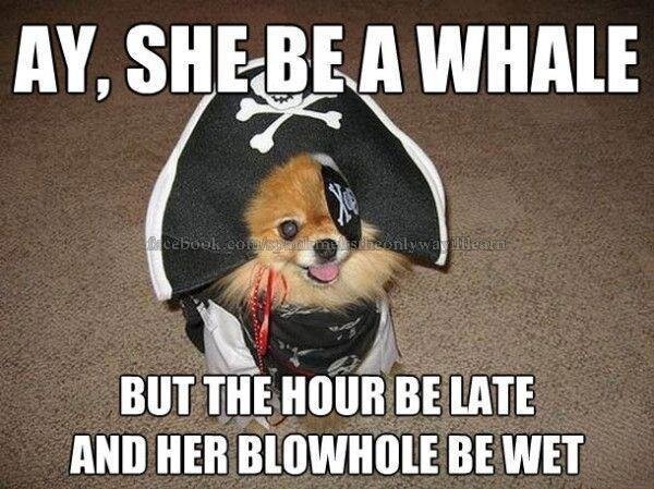 pirate dog.jpg