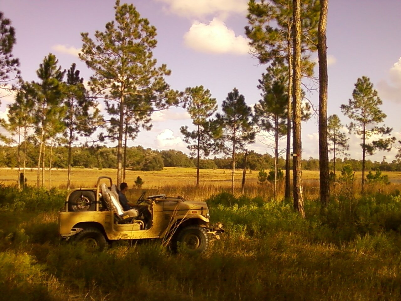 Ocala Forest.JPG