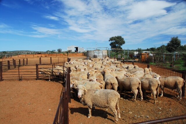 photo24-Doune rams before dipping.JPG