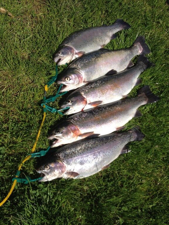 Meon Springs Trout.JPG
