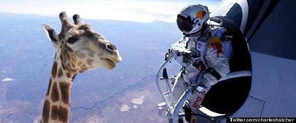 Free fall.jpg