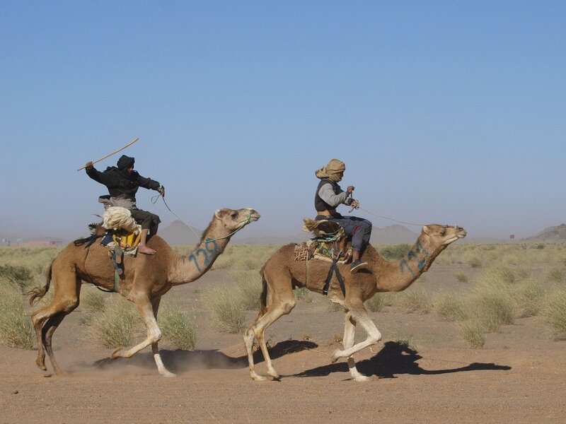 aws_camelRace_020.jpg