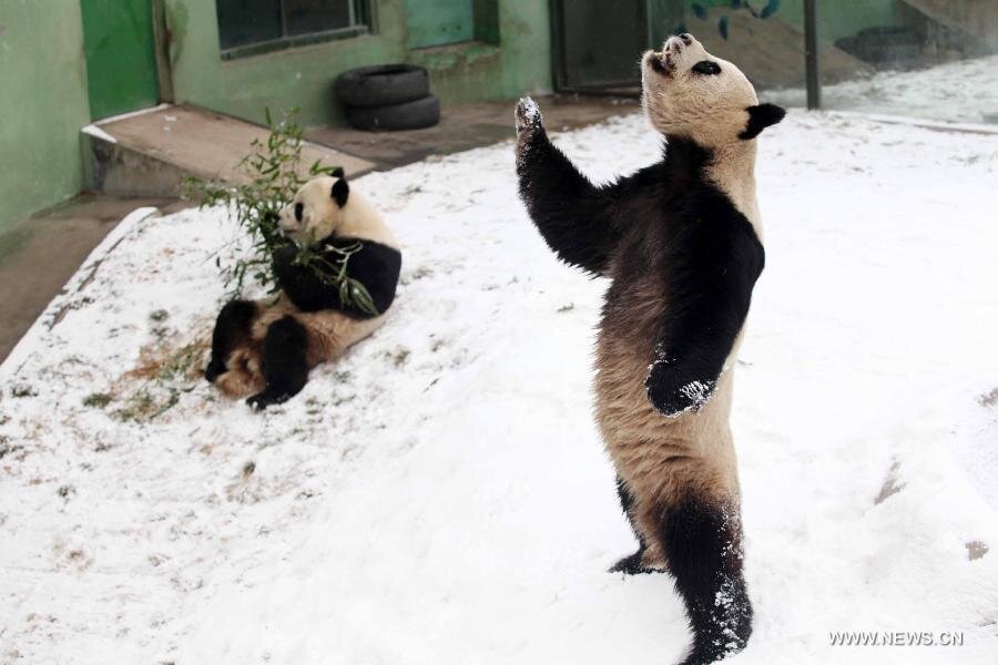 Panda7.jpg