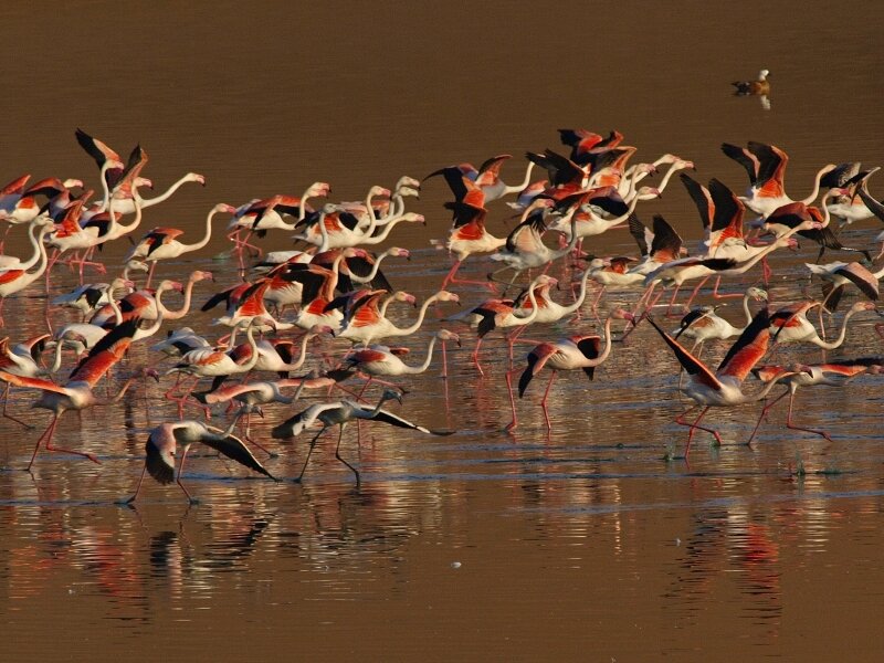 flamengos_02.jpg