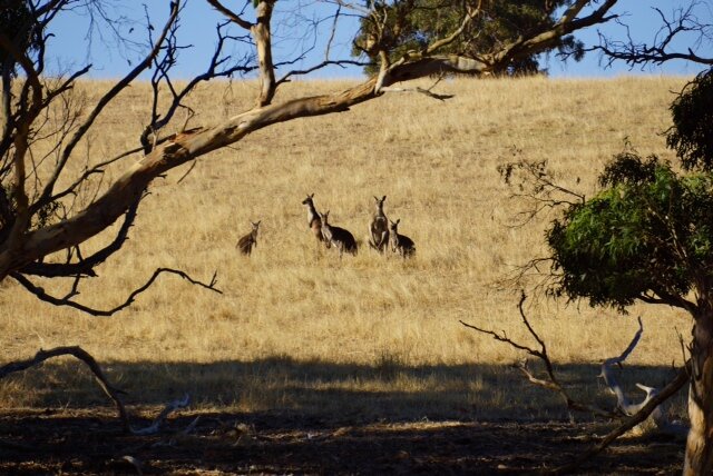 photo06 A few onlookers.JPG