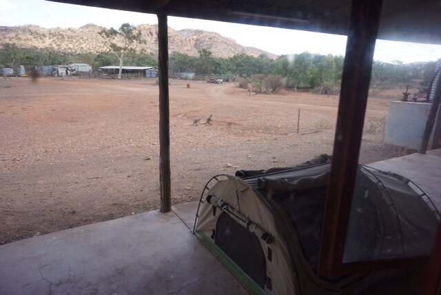 photo34 a couple of Roos in for water.JPG
