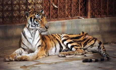 A-malnourished-tiger-in-a-002.jpg