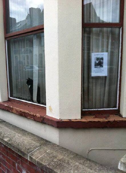 cat.jpg