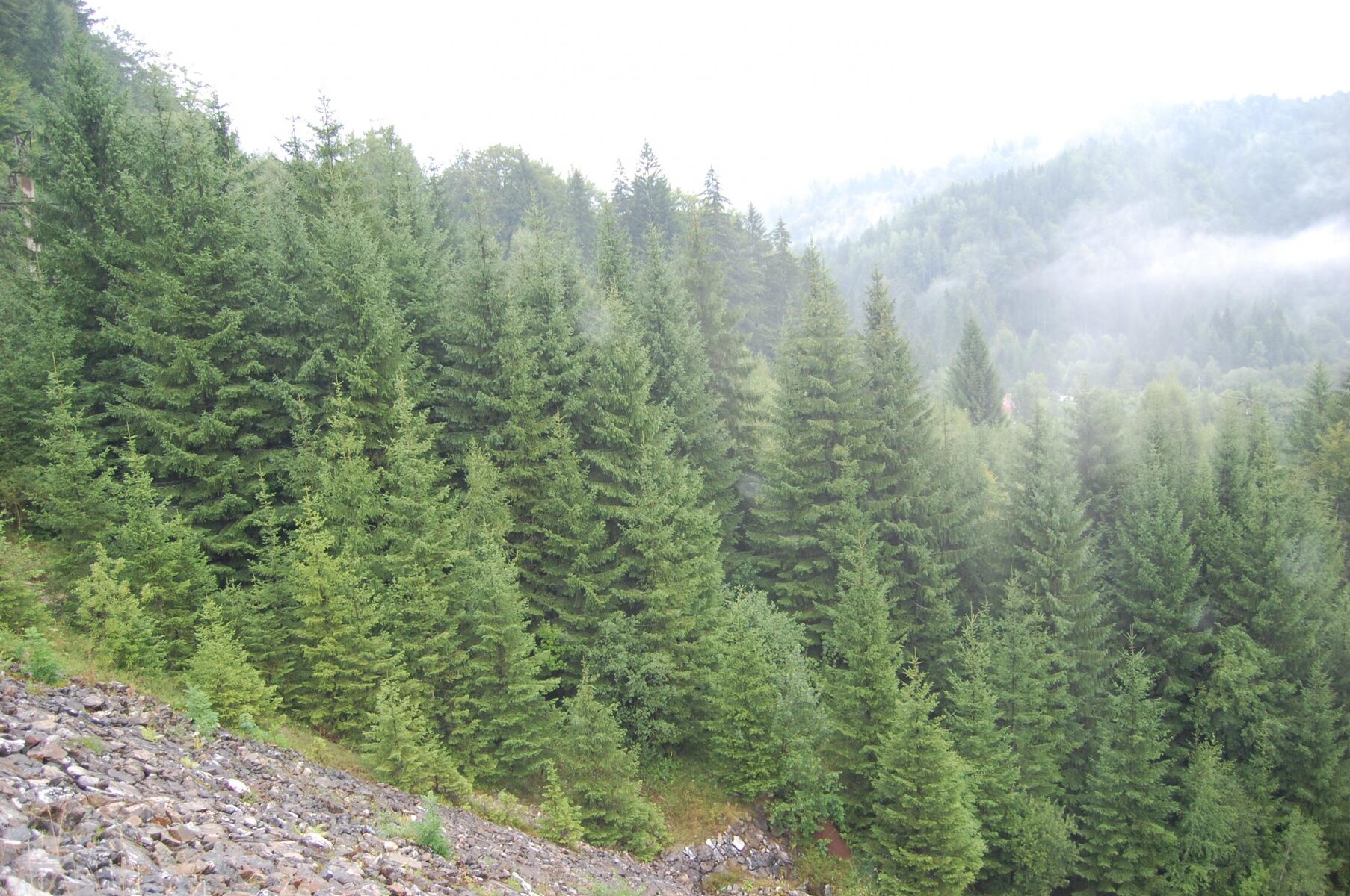 DSC_0093.jpg