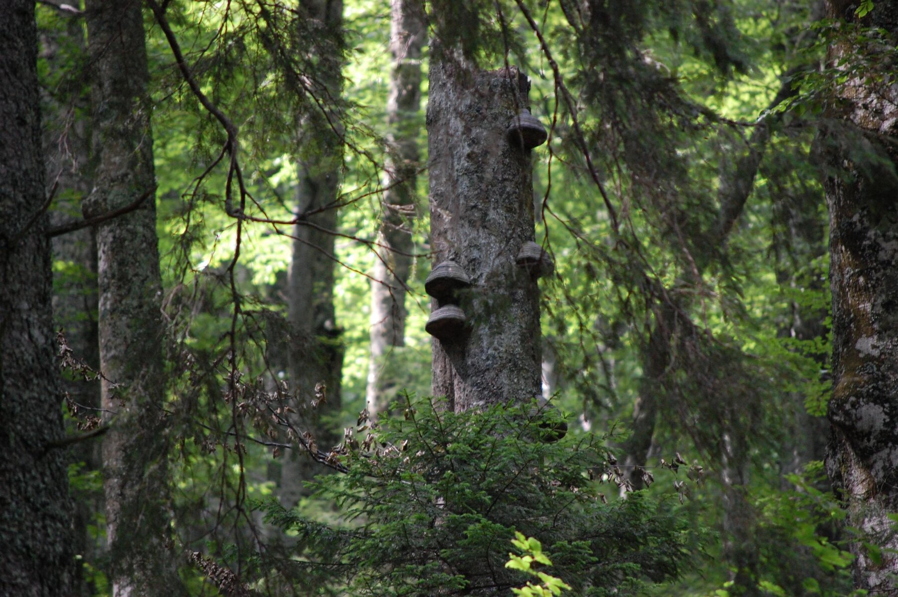 DSC_0446.jpg