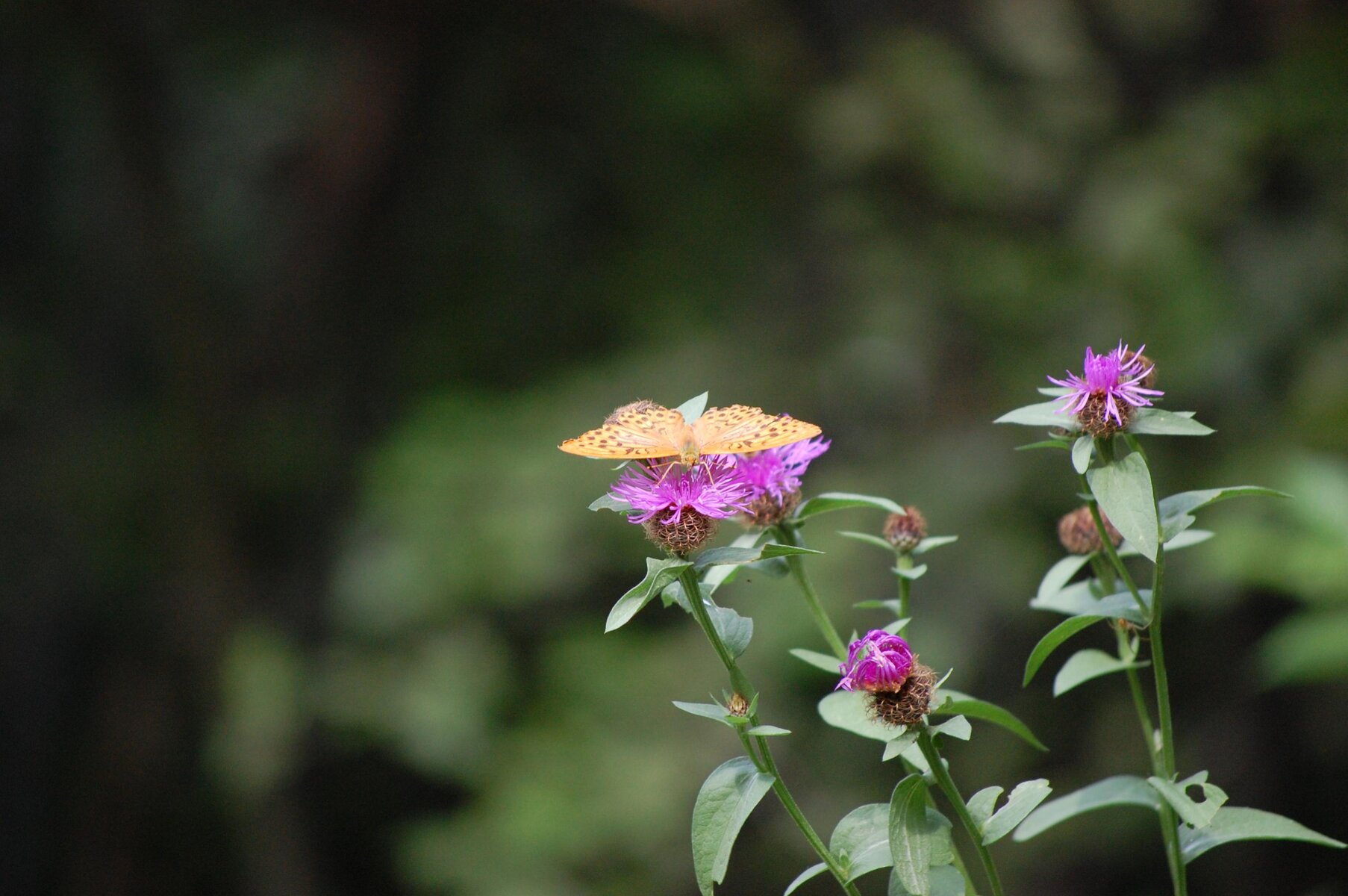 DSC_0488.jpg