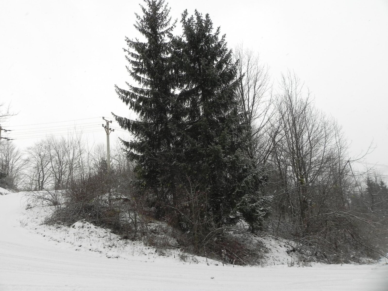 DSCN2690.jpg