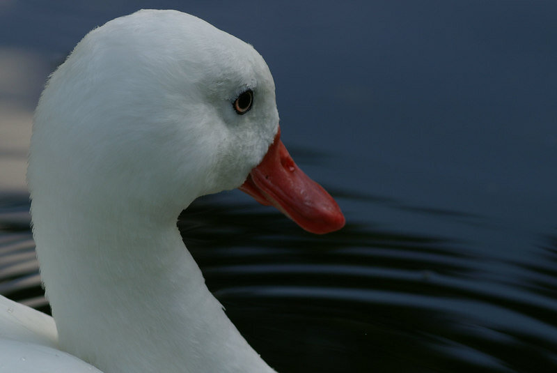 pict2675-L.jpg