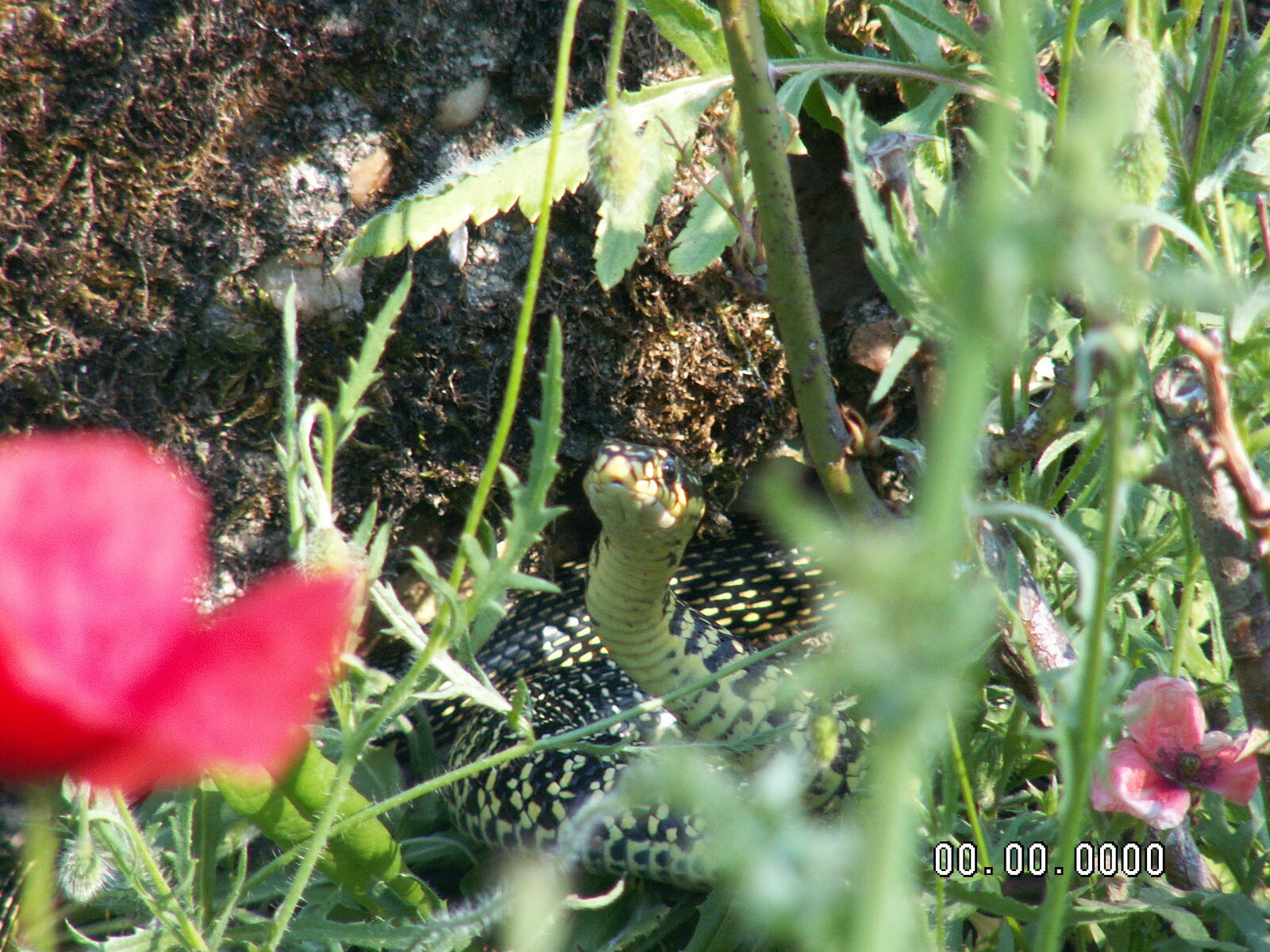 PICT0017.JPG