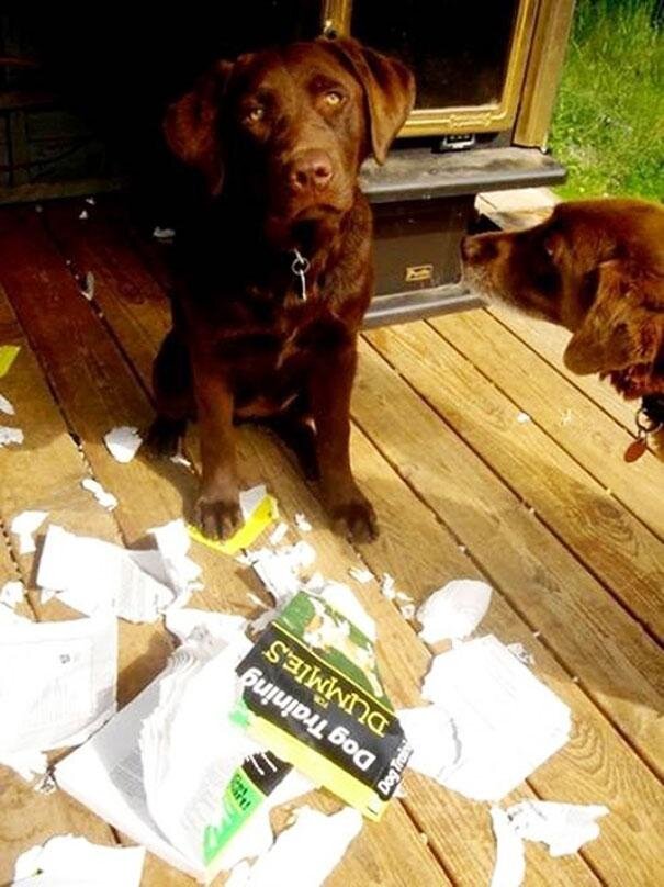 Dog Training Irony.jpg