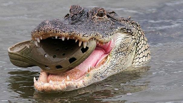 Croc irony.jpg
