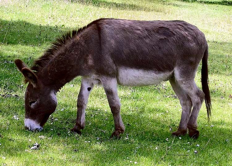 Donkey_1_arp_750px.jpg