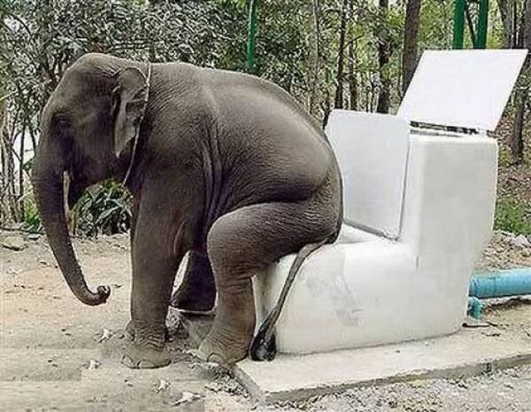 Elephant loo.jpg
