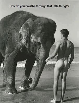 Elephant with a sense of humor.jpg