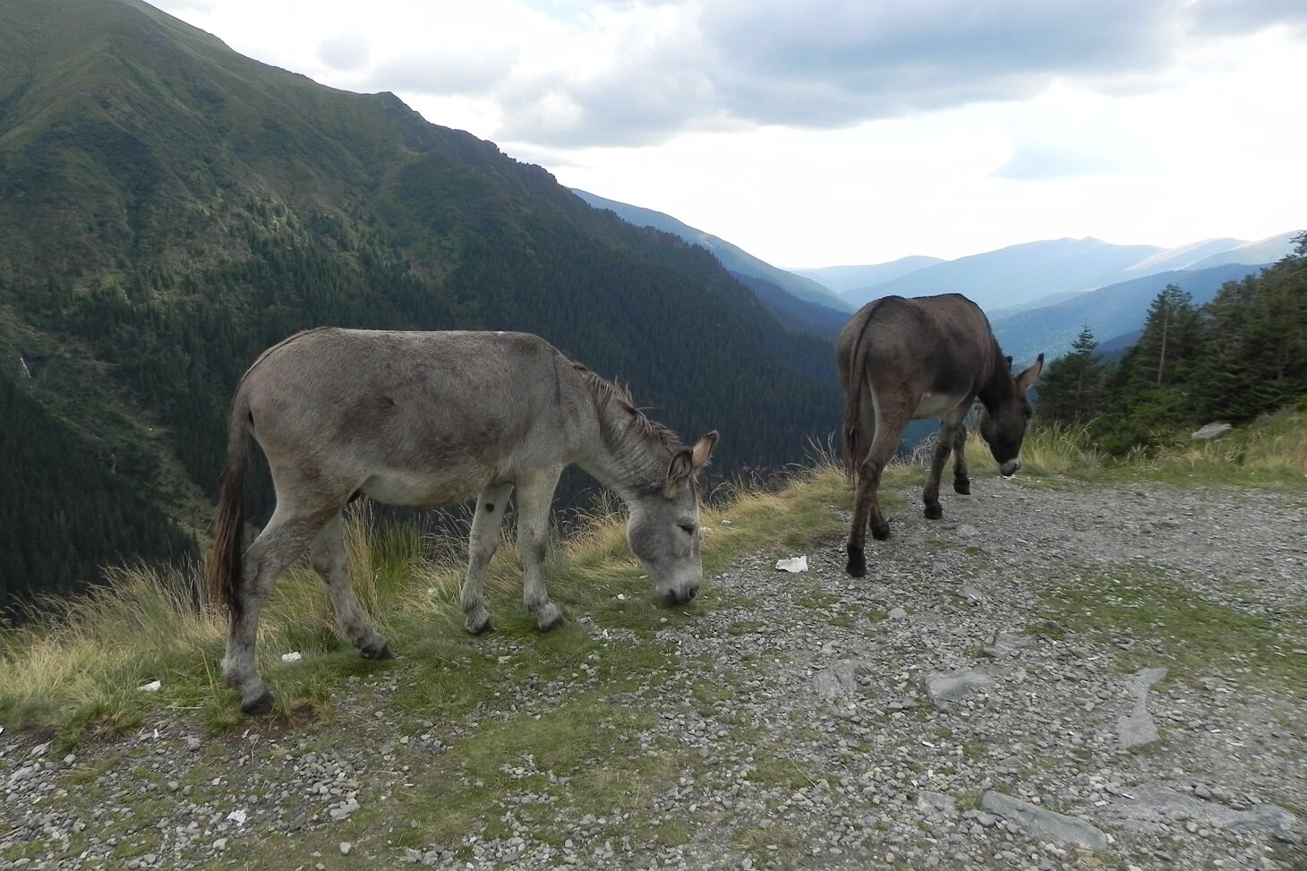 DSCN7515.JPG