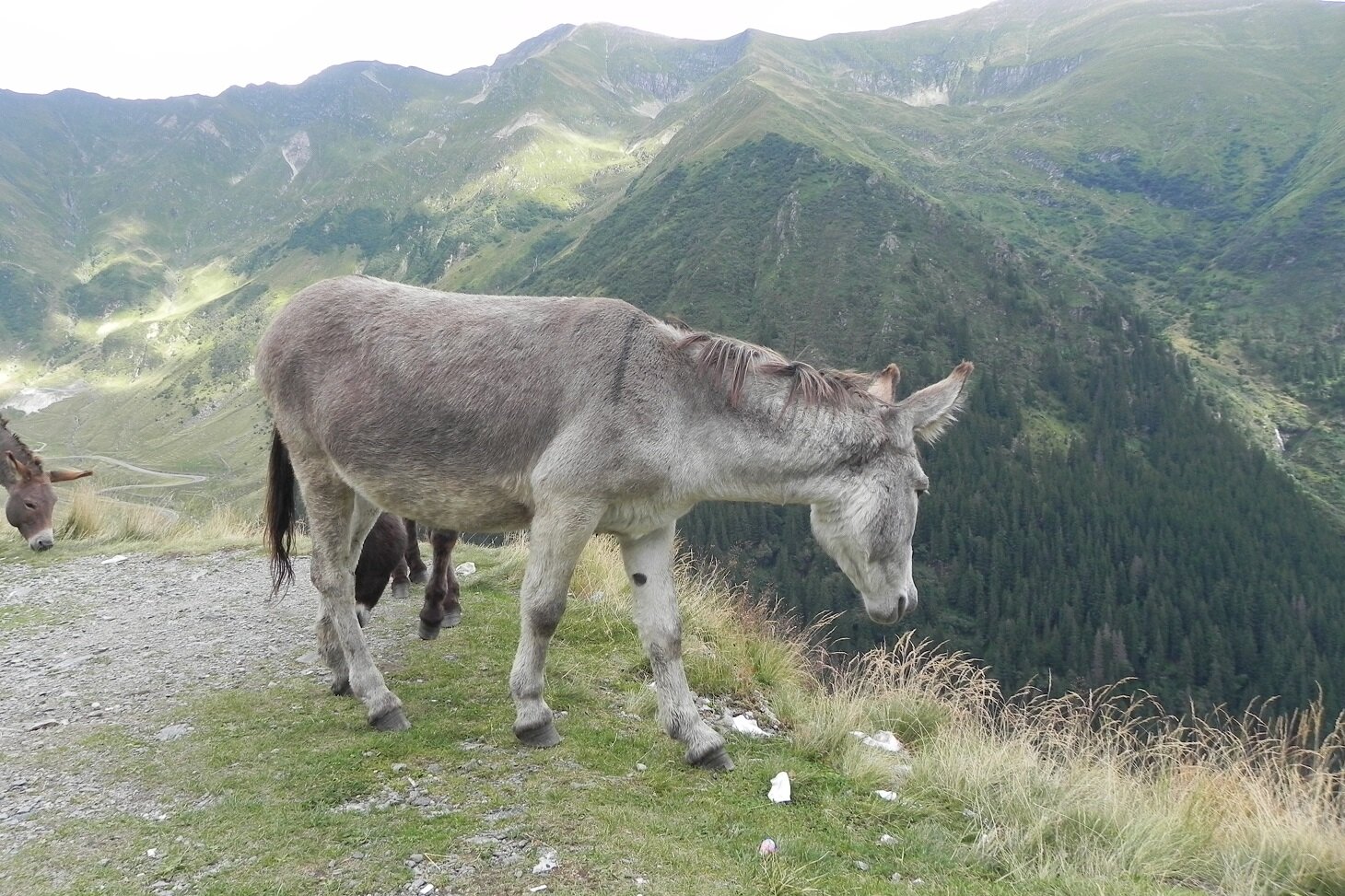 DSCN7516.JPG