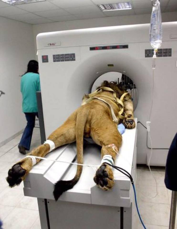 Just a lion getting a CAT scan..jpg