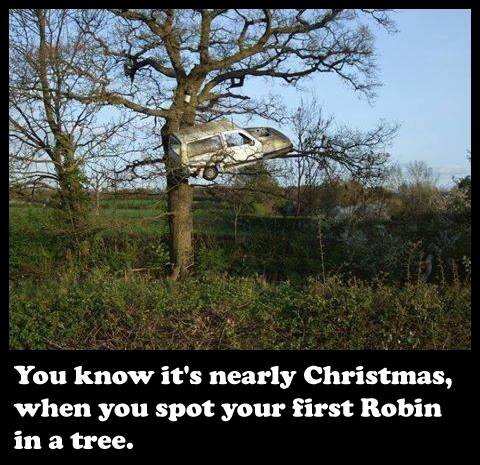 Robin.jpg