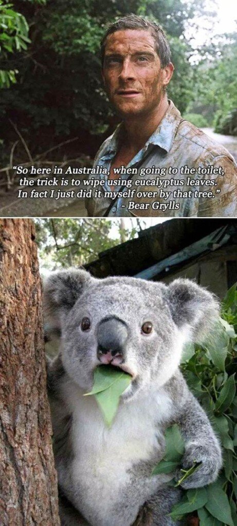 koalas.jpg
