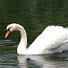 Swan