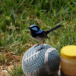 photo02 A blue wren.JPG