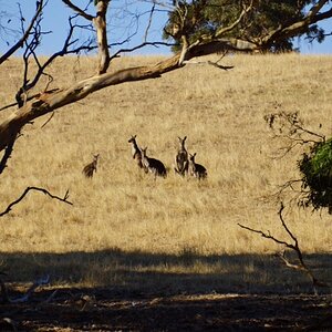 photo06 A few onlookers.JPG