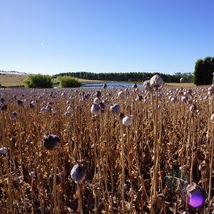 photo10 opium poppies.JPG