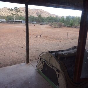 photo34 a couple of Roos in for water.JPG